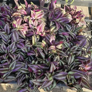 Purple Wandering Jew Live Plant - Tradescantia Variegated 2