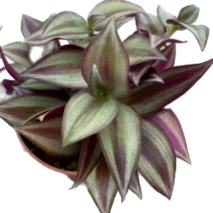 Purple Wandering Jew Live Plant - Tradescantia Variegated 2