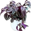 Purple Wandering Jew Live Plant - Tradescantia Variegated 2" Pot - Indoor/Outdoor Ground Cover - Image 1