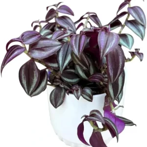 Purple Wandering Jew Live Plant - Tradescantia Variegated 2