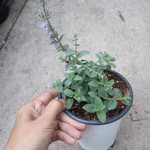 Purrsian Blue Catmint Live Plant - Nepeta x faassenii 'Purrsian Blue' - 6 Inch Pot - Image 1