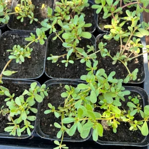 Purslane Live Plant – Edible Heirloom Herb – Groundcover – Outdoor - Image 2