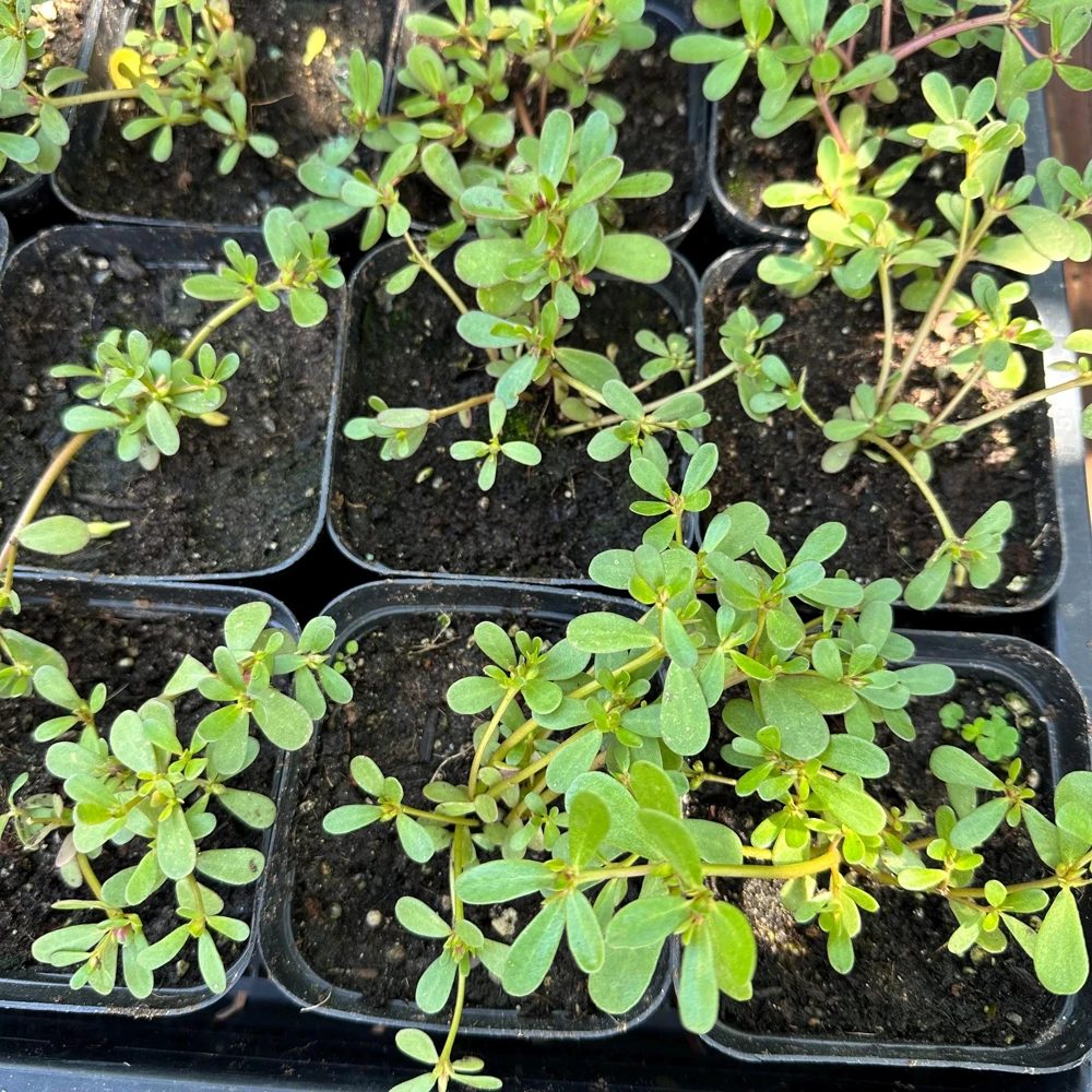 Purslane Live Plant – Edible Heirloom Herb – Groundcover – Outdoor - Image 2