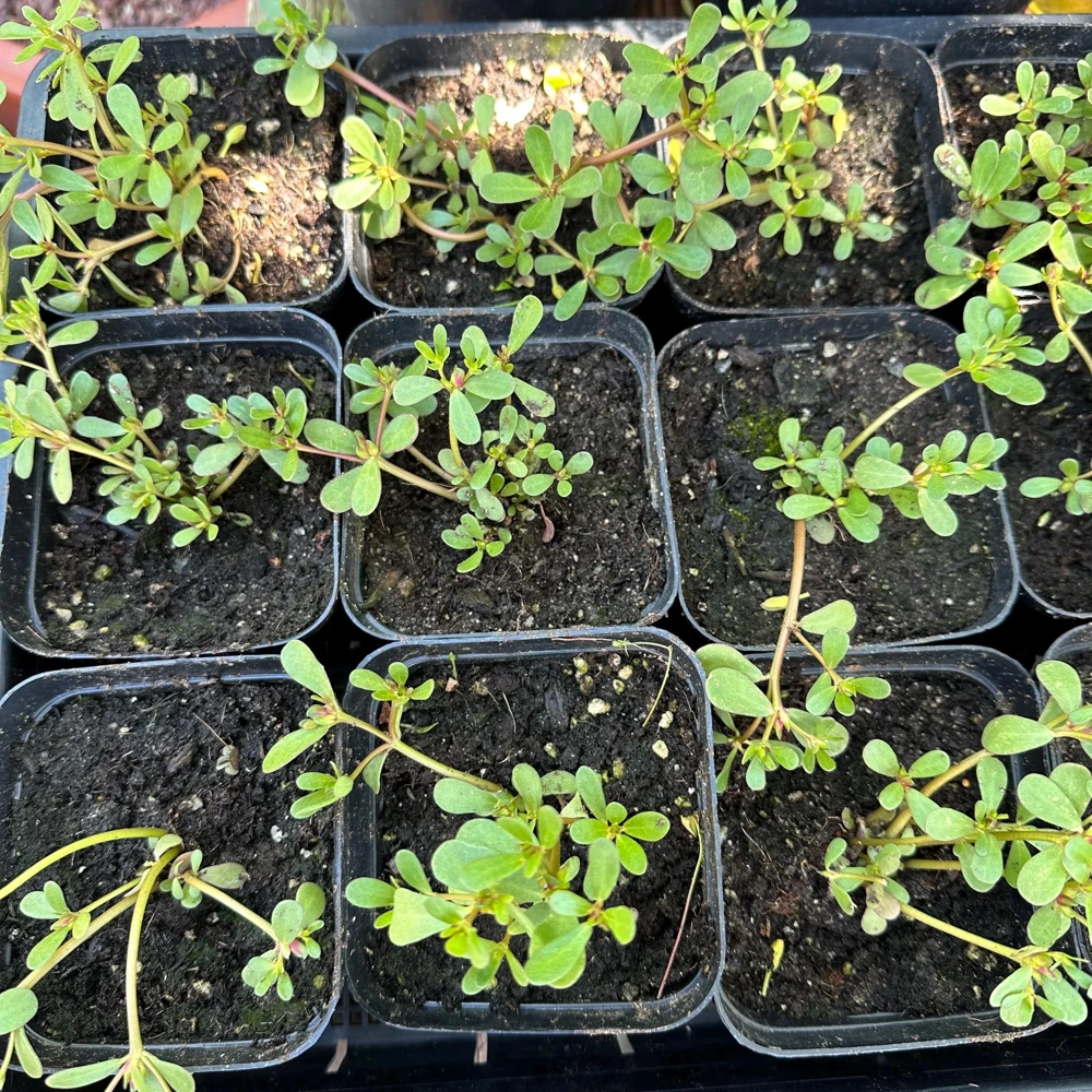 Purslane Live Plant – Edible Heirloom Herb – Groundcover – Outdoor - Image 3
