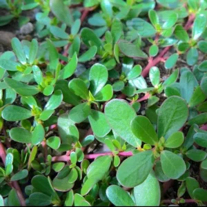 Purslane Live Plant – Edible Heirloom Herb – Groundcover – Outdoor - Image 4