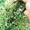 Purslane Live Plant – Edible Heirloom Herb – Groundcover – Outdoor - Image 1
