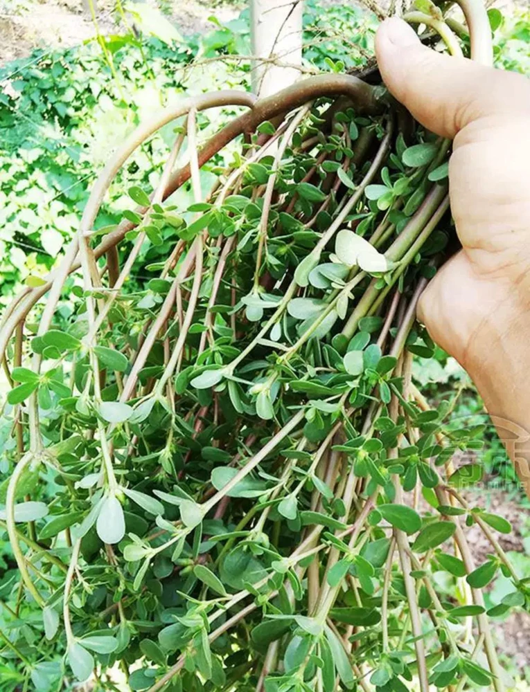 Purslane Live Plant – Edible Heirloom Herb – Groundcover – Outdoor - Image 1