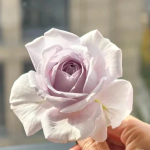 Qian Chong Lan Rose Live Plant - Floribunda Blue-Purple Blooms - Garden Shrub - Image 2