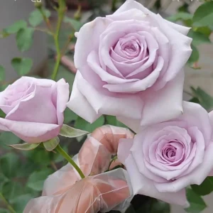 Qian Chong Lan Rose Live Plant - Floribunda Blue-Purple Blooms - Garden Shrub - Image 3