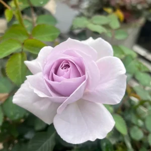 Qian Chong Lan Rose Live Plant - Floribunda Blue-Purple Blooms - Garden Shrub - Image 1