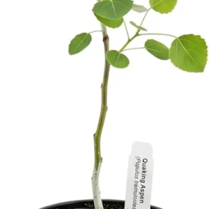 Quaking Aspen Tree Live Plant - 6-8