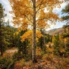 Quaking Aspen Tree Live Plant - 6-8" Tall, 4" Pot - Yellow Fall Foliage, Outdoor - Image 1