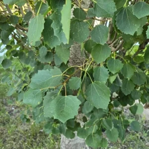 Quaking Aspen Tree Live Plant - 6-8