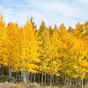 Quaking Aspen Tree Live Plant - 6-8