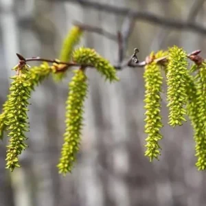 Quaking Aspen Tree Live Plant - 6-8