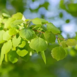Quaking Aspen Tree Live Plant - 6-8