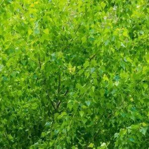 Quaking Aspen Tree Live Plant - 6-8