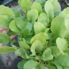 Radish Live Plants - Set of 6, 3-Inch Potted Vegetable Plant - Image 1