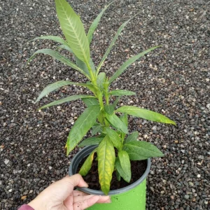 Red Butterfly Milkweed Live Plant - Asclepias Curassavica - 6 Inch Pot - Image 2
