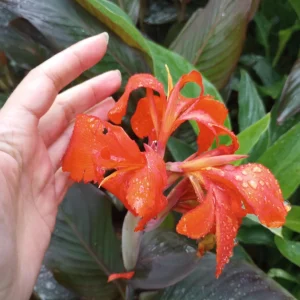 Red Canna Lily Live Plant - 1 Gallon Pot - Outdoor Tropical Flower - Image 3