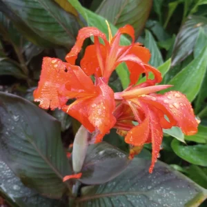 Red Canna Lily Live Plant - 1 Gallon Pot - Outdoor Tropical Flower - Image 4