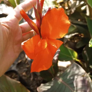 Red Canna Lily Live Plant - 1 Gallon Pot - Outdoor Tropical Flower - Image 1