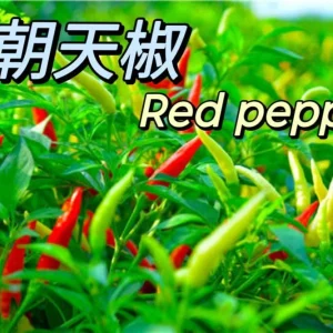 Red Chili Pepper Seeds - Capsicum annuum 'Chao Tian Jiao' - 30 Seed Pack - Image 1
