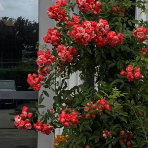 Red Clematis Climbing Rose Live Plant – Fragrant, Vigorous, 1 Gallon - Image 2