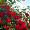Red Clematis Climbing Rose Live Plant – Fragrant, Vigorous, 1 Gallon - Image 1