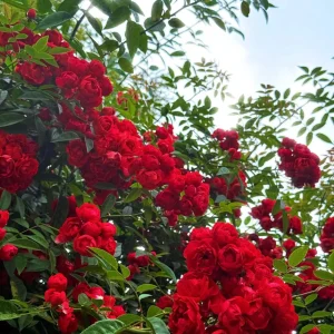Red Clematis Climbing Rose Live Plant – Fragrant, Vigorous, 1 Gallon - Image 1