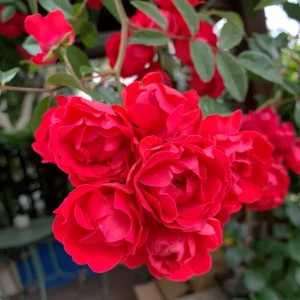 Red Clematis Climbing Rose Live Plant – Fragrant, Vigorous, 1 Gallon - Image 3