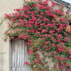 Red Clematis Climbing Rose Live Plant – Fragrant, Vigorous, 1 Gallon - Image 4
