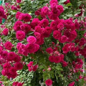 Red Clematis Climbing Rose Live Plant – Fragrant, Vigorous, 1 Gallon - Image 5