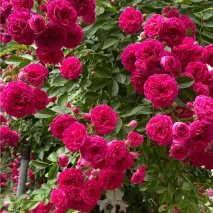 Red Clematis Climbing Rose Live Plant – Fragrant, Vigorous, 1 Gallon - Image 6