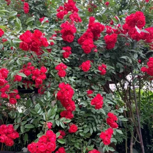 Red Clematis Climbing Rose Live Plant – Fragrant, Vigorous, 1 Gallon - Image 7