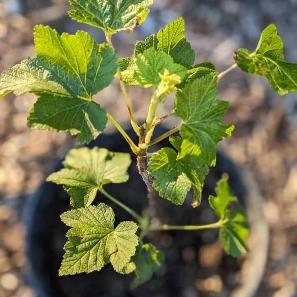 Red Currant Live Plant - Cold Hardy Bush, 6-12" Tall, Edible Fruit - Image 2