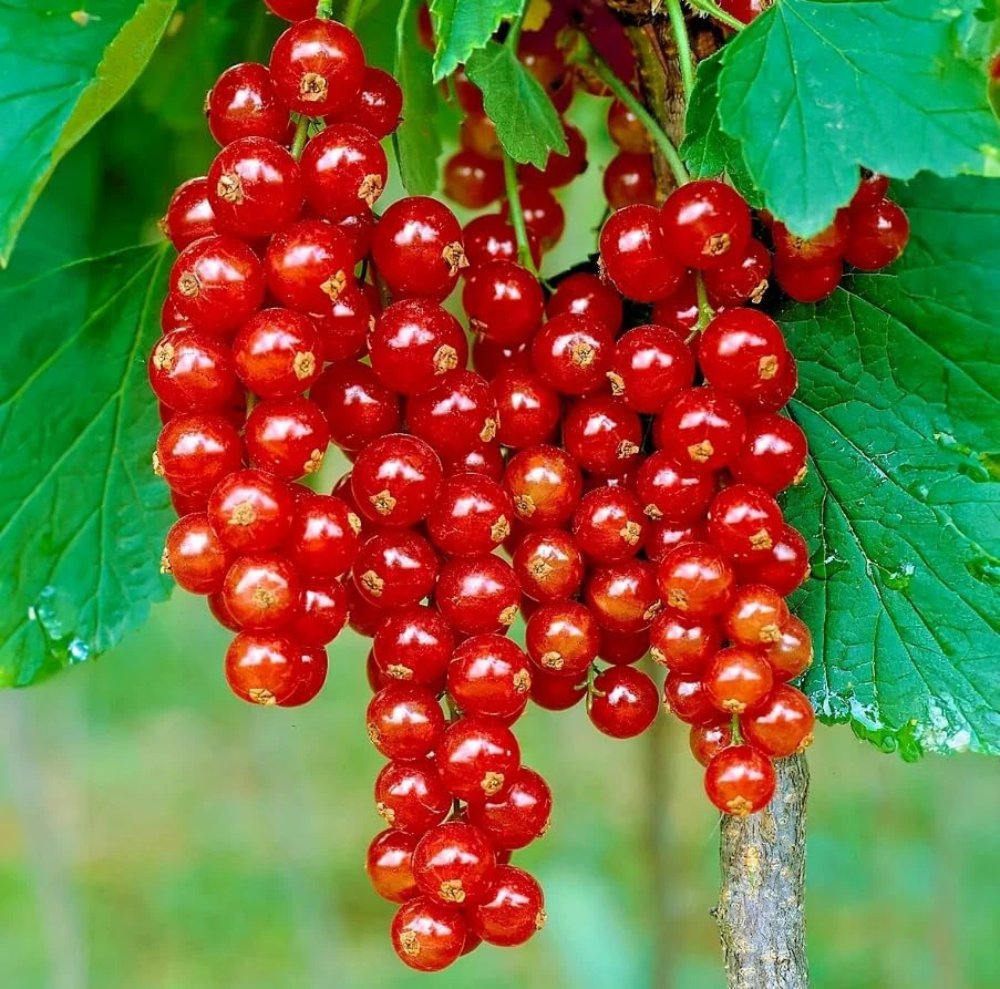 Red Currant Live Plant - Cold Hardy Bush, 6-12" Tall, Edible Fruit - Image 3