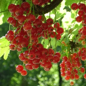 Red Currant Live Plant - Cold Hardy Bush, 6-12
