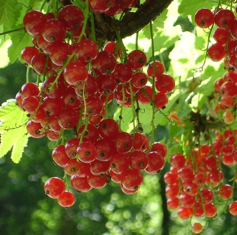 Red Currant Live Plant - Cold Hardy Bush, 6-12" Tall, Edible Fruit - Image 5