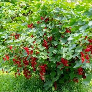 Red Currant Live Plant - Dormant Fruiting Shrub, 6-12