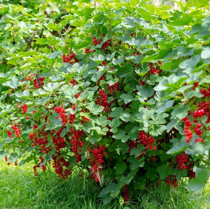 Red Currant Live Plant - Dormant Fruiting Shrub, 6-12" Tall, Zones 3-8 - Image 5