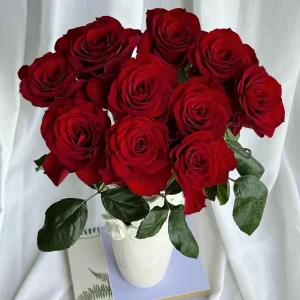 Red Cut Rose Live Plant - Deep Red Disease Resistant Rose Bush - Image 2