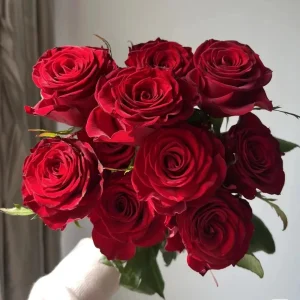 Red Cut Rose Live Plant - Deep Red Disease Resistant Rose Bush - Image 3