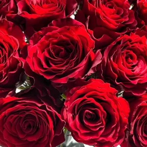 Red Cut Rose Live Plant - Deep Red Disease Resistant Rose Bush - Image 4