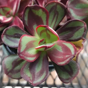 Red Echeveria Live Succulent Plant 4 inch Pot - Indoor Houseplant - Image 2