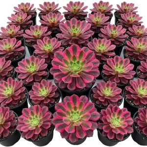 Red Echeveria Live Succulent Plant 4 inch Pot - Indoor Houseplant - Image 3