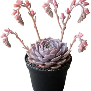 Red Echeveria Live Succulent Plant 4 inch Pot - Indoor Houseplant - Image 4