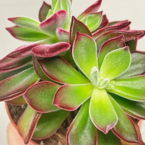 Red Echeveria Live Succulent Plant 4 inch Pot - Indoor Houseplant - Image 5