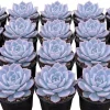 Red Echeveria Live Succulent Plant 4 inch Pot - Indoor Houseplant - Image 1