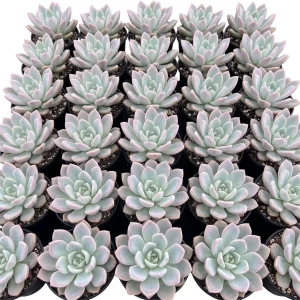 Red Echeveria Live Succulent Plant 4 inch Pot - Indoor Houseplant - Image 6